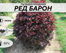 РЕД БАРОН