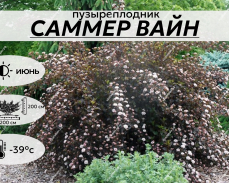 САММЕР ВАЙН
