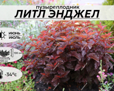 ЛИТЛ ЭНДЖЕЛ