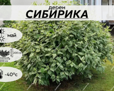 СИБИРИКА