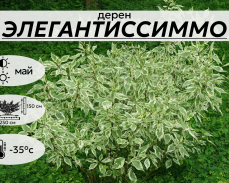ЭЛЕГАНТИССИММО