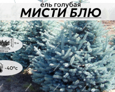 МИСТИ БЛЮ