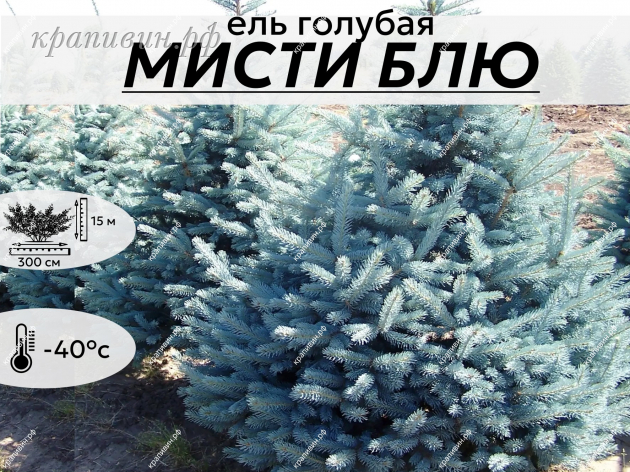 МИСТИ БЛЮ