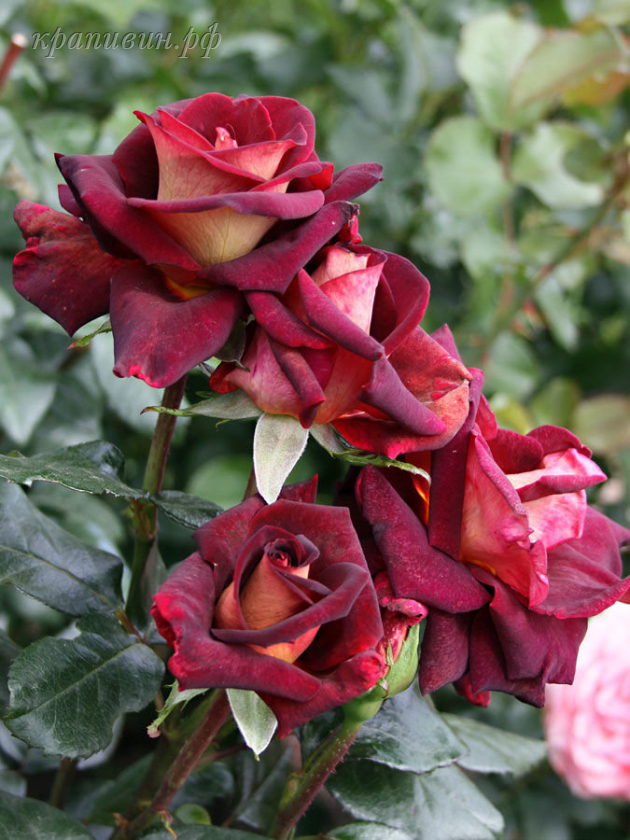 розы Мейан купить в Екатеринбурге