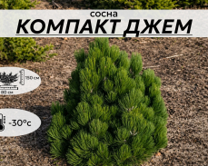 КОМПАКТ ДЖЕМ