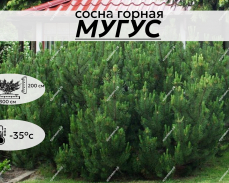 МУГУС