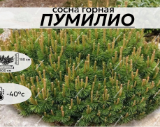 ПУМИЛИО