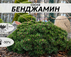БЕНДЖАМИН