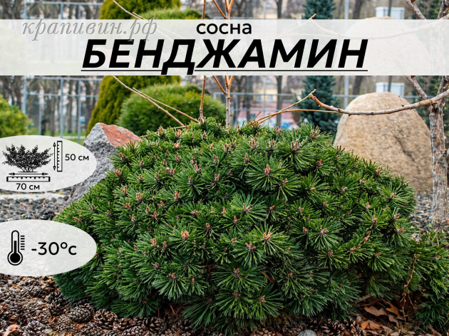 БЕНДЖАМИН
