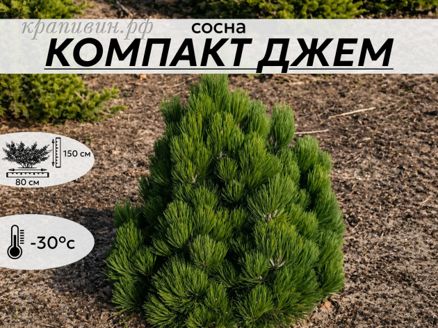 КОМПАКТ ДЖЕМ