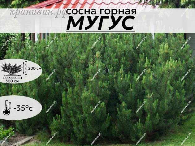 МУГУС