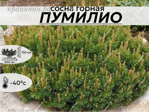 ПУМИЛИО