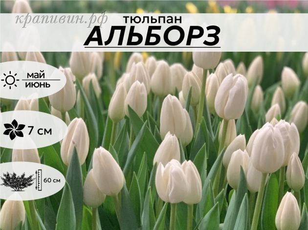 АЛЬБОРЗ