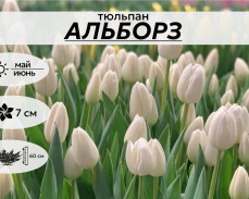 АЛЬБОРЗ