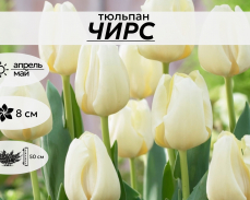 Чирс