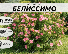 БЕЛИССИМО