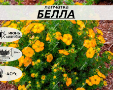 БЕЛЛА