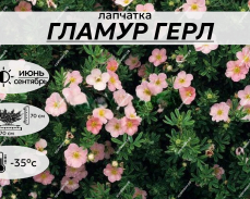 ГЛАМУР ГЁРЛ