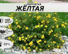 ЖЁЛТАЯ