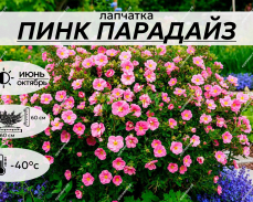 ПИНК ПАРАДАЙС