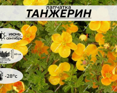 ТАНЖЕРИН