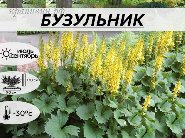 БУЗУЛЬНИК