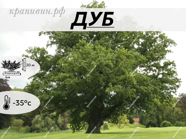 дуб