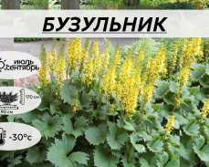 БУЗУЛЬНИК