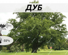 дуб