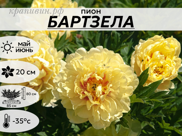 Бартзела