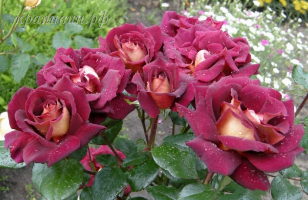 саженцы роз купить в Екатеринбурге