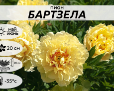 Бартзела