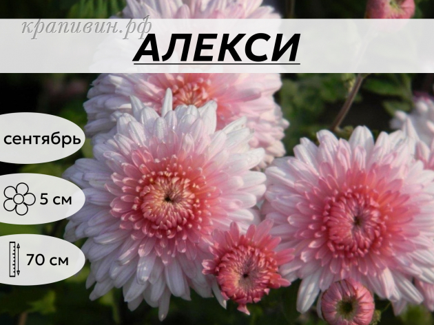 АЛЕКСИ