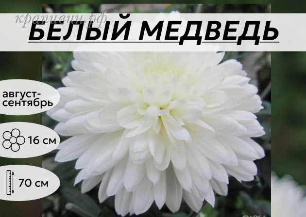 БЕЛЫЙ МЕДВЕДЬ
