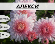 АЛЕКСИ