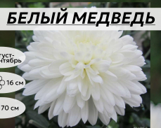 БЕЛЫЙ МЕДВЕДЬ