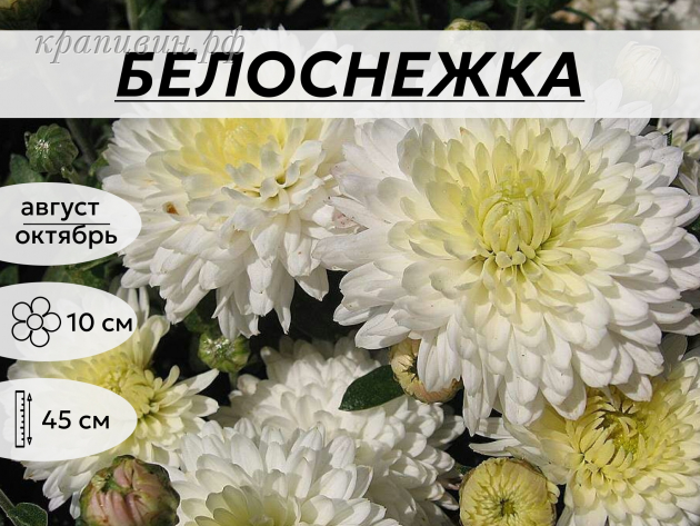 БЕЛОСНЕЖКА