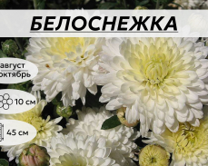 БЕЛОСНЕЖКА