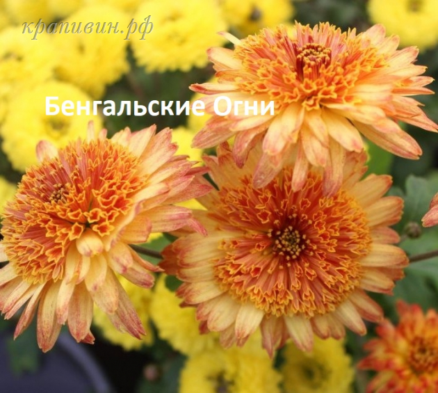хризантема заказать