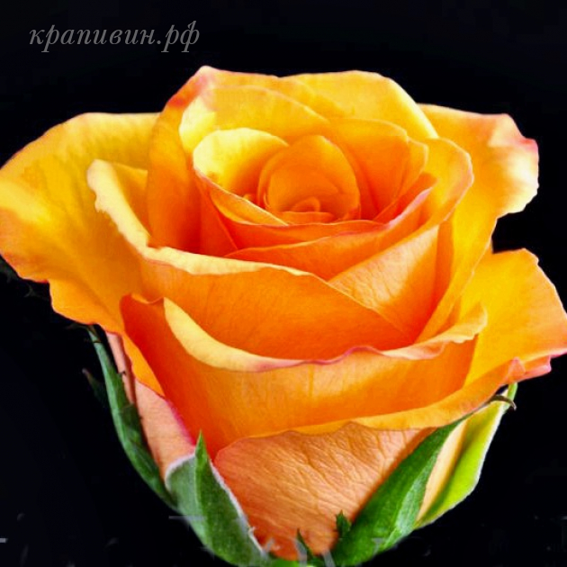 Саженцы роз в Екатеринбурге купить 