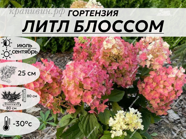 Литл Блоссом купить  на Урале
