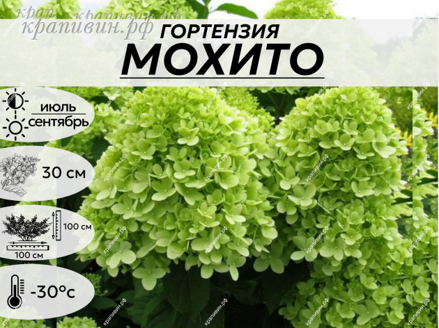 МОХИТО
