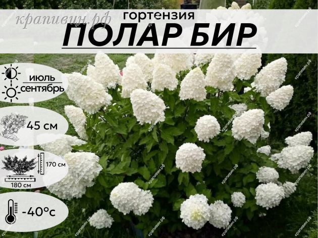 ПОЛАР БИР