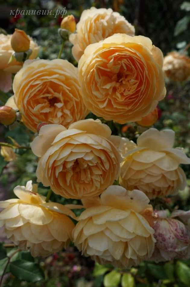 Crown Princess Margareta роза купить