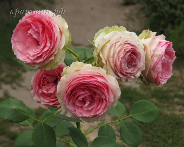 Розы Мейан