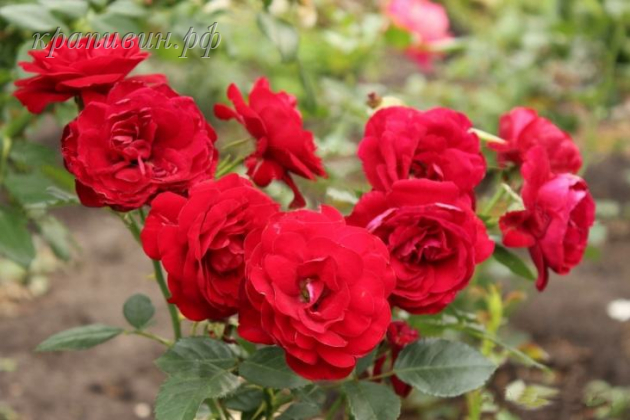розы Дельбара