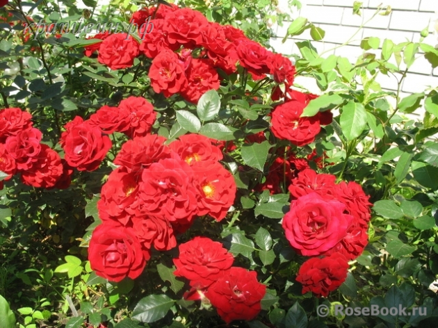 роза Кёр де Венди купить в Екатеринрбурге