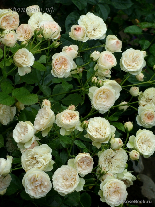 саженцы роз в Екатеринбурге