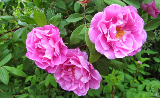 Канадская роза Therese Bugnet
