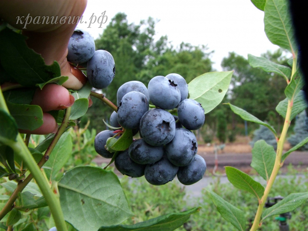 Голубика на Урале
